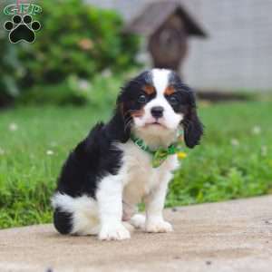 Nash, Cavalier King Charles Spaniel Puppy